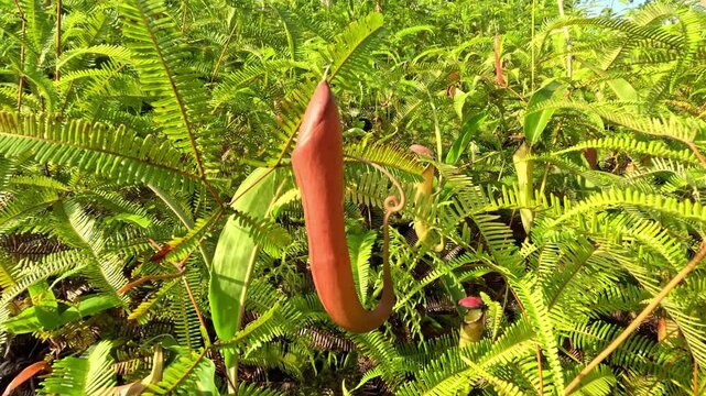 wild nepenthes or carnivorous plant at tropical forest in the morning