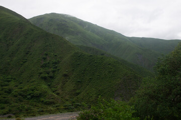 Pie de cerro cubierto de vegetación