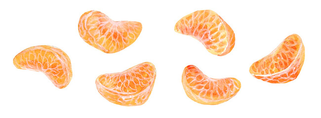 水彩で画いたみかんの房のイラスト素材