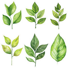 vector set of green leaf watercolor, perfect for invitations, greeting cards, and artistic projects