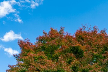 Fototapeta premium 紅葉と秋空