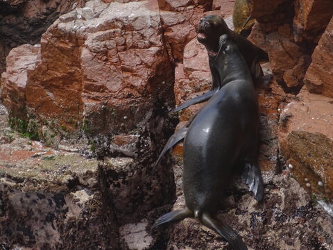 Foche nere su roccia