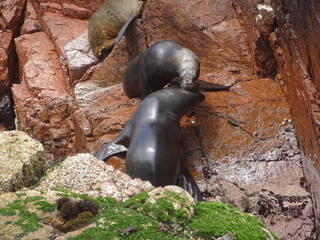 Foche nere su roccia