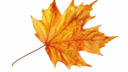 Fototapeta premium Yellow-orange autumn maple leaf with clipping path on white background for herbarium.