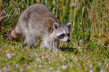 Raccoon