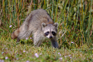 Raccoon