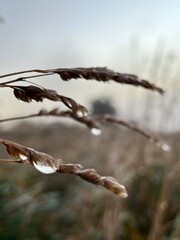 Water drop on plant 