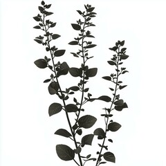 Obraz premium hyper realistic vector plant silhouette - plants, leaves, herb, green, nature, botanical, flora, garden, fresh, organic, growth, natural