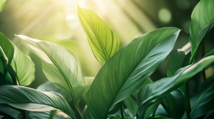 Obraz premium Vibrant green leaves illuminated by sunlight nature close-up lush environment serene viewpoint plant growth concept