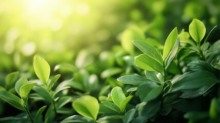 Vibrant green leaves natural environment close-up photography sunlit atmosphere nature's beauty fresh growth