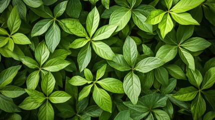Lush green leaves nature plant life outdoor garden close-up view freshness and vitality