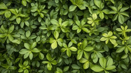 Lush green leafy foliage natural outdoor setting plant close-up vibrant environment nature concept...