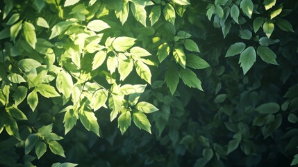 Vibrant green leaves nature close-up photography outdoor natural light texture and growth concept