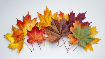 Maple leaves arrangement isolated on white background