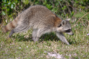 Naklejka premium Raccoon