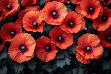 Obraz premium vibrant poppy flowers drenched in rich red tones, contrasting against a velvety black background, creating a dramatic and captivating visual