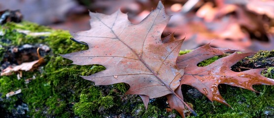 Autumn Landscapes - Leaves and moss in the forest