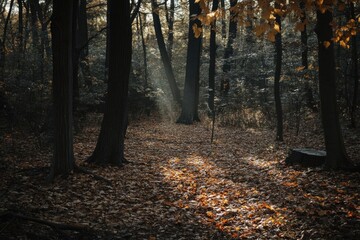Obraz premium Autumn Forest Path: Sunlight Filters Through Leaves, Illuminating the Ground. Tranquil Nature Scene.