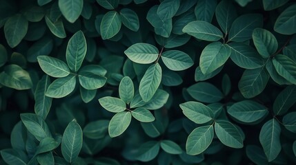 Close-up of lush green leaves natural environment macro photography vibrant textures nature's beauty leaf patterns