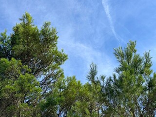 Pine evergreen trees in the conifer forest