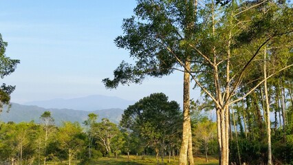 Sin bosque nativo la vida en el planeta desaparece © LuisGonzaga