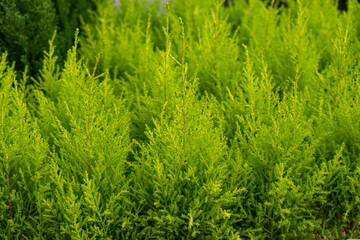 Small Lemon Cypress trees ready to buy for Christmas holiday decoration, as a nature background
