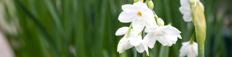 Naklejka premium Live paperwhite narcissus plants with fragrant fresh white flowers in bloom, Christmas and holiday décor background 