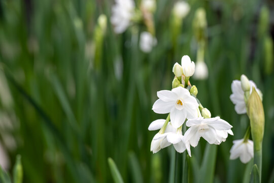 Live paperwhite narcissus plants with fragrant fresh white flowers in bloom, Christmas and holiday d&eacute;cor background
