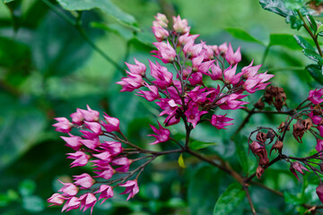 Close-up view of pink Java Glory Bean blooming on branch