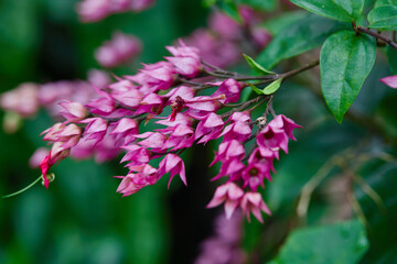 Close-up view of pink Java Glory Bean blooming on branch