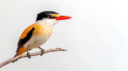 Vibrant Bird Perched on Branch with Bright Bill and Colorful Plumage in Nature