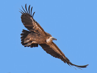 Image of a Himalayan Griffon Vulture