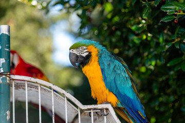Vibrant Blue-and-Yellow Macaw Perched on a White Cage Outdoors