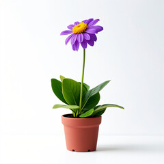 Naklejka premium Plant pot flower isolated on white background