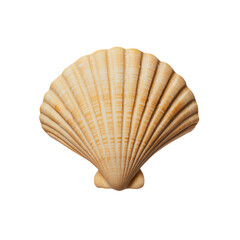 A beautifully detailed scallop shell featuring distinct ridges and a warm, natural color.