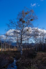 乗鞍高原のシラカンバ