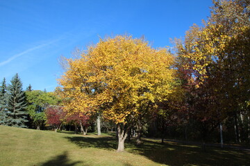 Naklejka premium autumn trees in the park, Gold Bar Park, Edmonton, Alberta