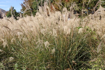 Prairie Grass