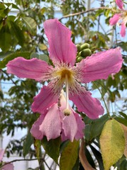 Pink Floss Tree