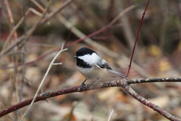 Bird On A Branch, Gold Bar Park, Edmonton, Alberta