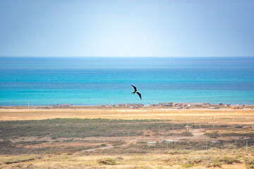 A Serene View of Cabo de la Vela's Exquisite Coastline with a Bird in Flight