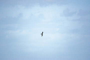 A Magnificent Bird Soars Over Cabo de la Vela's Tranquil Skies, La Guajira, Colombia