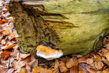 Close up mushrooms in Landgoed Beekhuizen in The Netherlands.