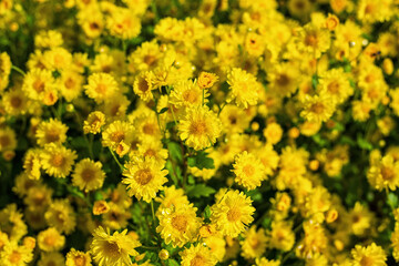 Close up of Chrysanthemum flower. Nature background.