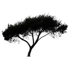 A cypress tree silhouette, Mediterranean aesthetic, refined graphic, solid black, isolated on white background