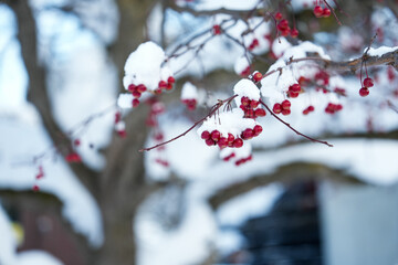Snow-Covered Red Berries on Tree Branches in Winter
