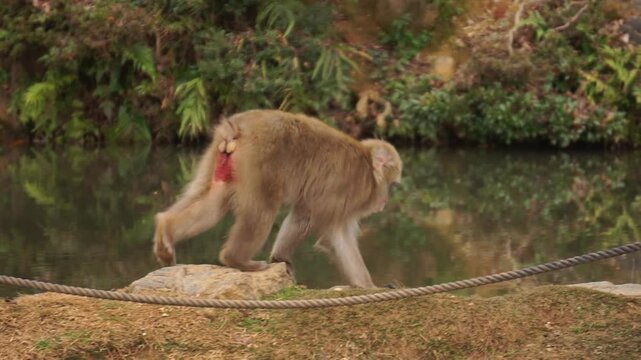 Changos de Arashiyama, Kyoto en su habitat natural