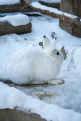 White Rabbit in Snowy Winter Landscape