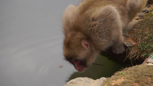 Changos, monos, en Arashiyama conviviendo en su habitat natural, kyoto