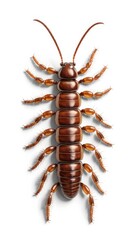 Obraz premium Realistic Depiction of Brown Centipede Lithobius Forficatus on a White Background. Generative AI